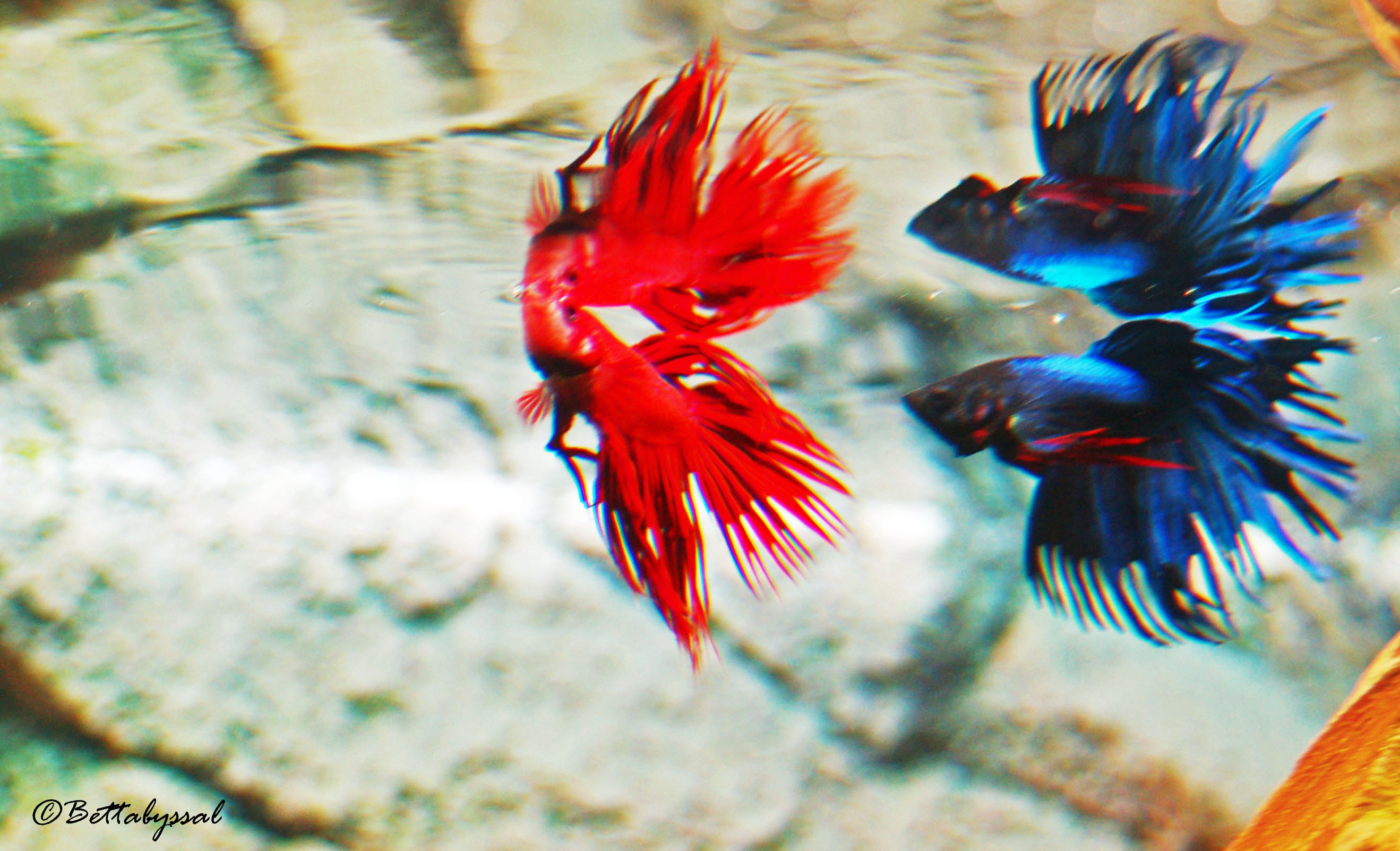Rouge vs. Bleu