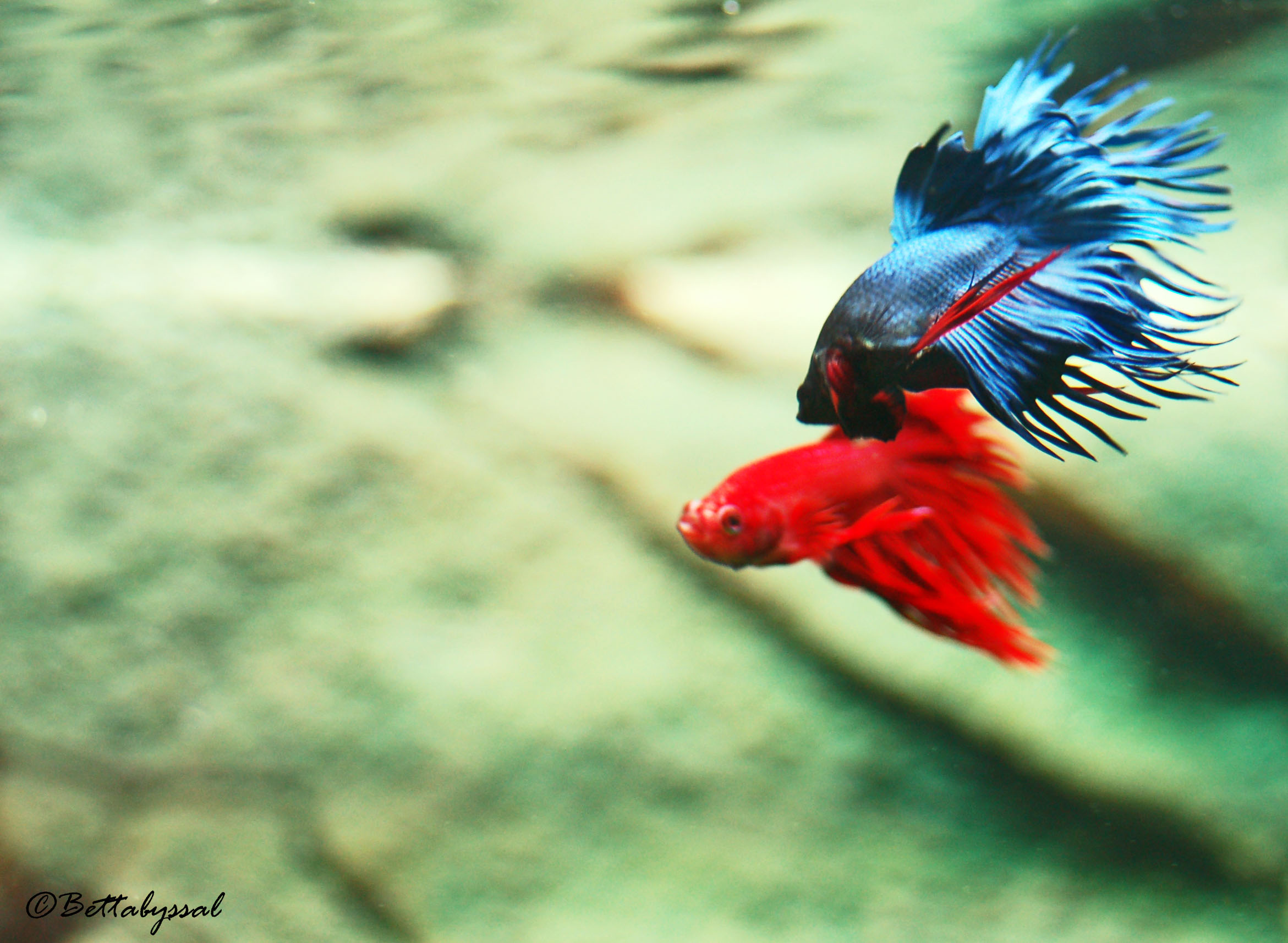 Rouge vs. Bleu
